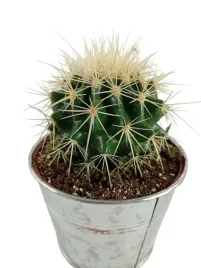 cactus-kaktus-w-oslonce-metalowej