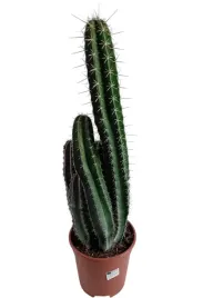 cactus-mix-105o-25cm-kaktus