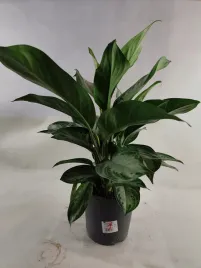 aglaonema-silver-frost-17o-60cm-2pp