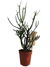 euphorbia-aeroginosa-12o-25cm-wilczomlecz-dla-koneserow