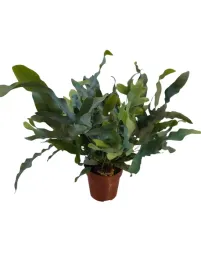 paproc-zlocista-phlebodium-aureum-blue-star-17o-55cm