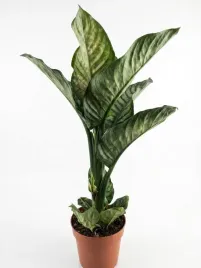 dieffenbachia-seguine-maroba-21o-75cm-2