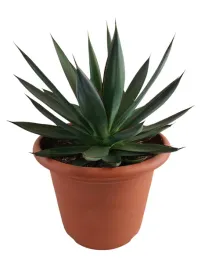 agave-shaka-zulu-o30-cm-or-wys-ok-45-cm-or-okaz-agawa