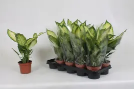 dieffenbachia-camilla-40-cm-doniczka-12-cm-efektowne-jasne-liscie
