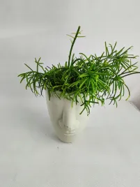rhipsalis-burchellii-12o-40cm-or-wys-ok-25-cm-or-zywa-roslina-or-oslonka