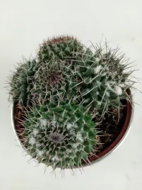 kaktus-gymnocalycium-mihanovichii-rozowy-szczepiony-105o-25cm