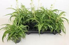 zielistka-chlorophythum-comosum-vittatum-12o-35cm