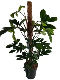 philodendron-pedatum-21o-100cm-efektowna-roslina-doniczkowa-filodendron