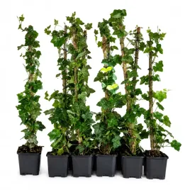 hedera-hibernica-13o-30cm-bluszcz-irlandzki