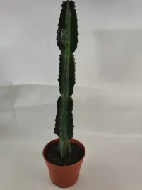 euphorbia-ingens-17o-70cm-wilczomlecz
