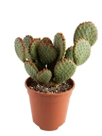 opuntia-microdasys-17o-40cm-sliczne-krolicze-uszy-opuncja-kaktus