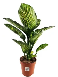 dieffenbachia-seguine-maroba-21o-75cm-3