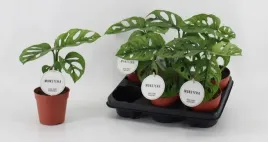 monstera-obliqua-leichtlinii-12o-45cm-monstera-malpka