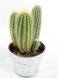 cactus-kaktus-w-oslonce-metalowej