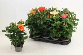hibiscus-koenig-13o-30cm-ketmia-roza-chinska-prezent-zolty
