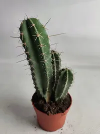 cactus-mix-105o-25cm-kaktus