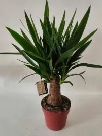 yucca-21o-100cm-3head-juka