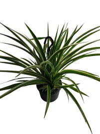 zielistka-chlorophytum-comosum-bonnie-12o-35cm
