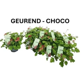 pelargonium-hybrid-fragrant-mint-12o-20cm-eko-opogromca-komarow