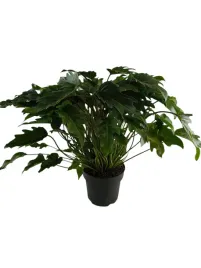 philodendron-xanadu-21o-75cm-filodendron