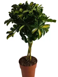 schefflera-arboricola-gold-capella-19o-70cm