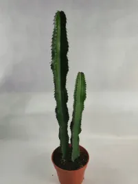 euphorbia-ingens-17o-70cm-wilczomlecz