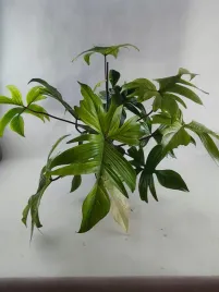 philodendron-florida-ghost-19o-50cm-efektowna-roslina-doniczkowa