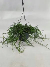 rhipsalis-heterocladaor-wys-ok-25-cm-or-zywa-roslina-orsukulent-patyczak