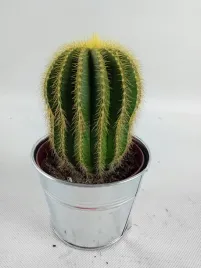 cactus-kaktus-w-oslonce-metalowej