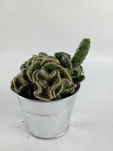 cactus-kaktus-w-oslonce-metalowej-rodzaj-rosliny-kaktusy