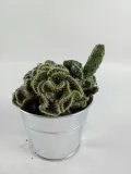 cactus-kaktus-w-oslonce-metalowej-rodzaj-rosliny-kaktusy