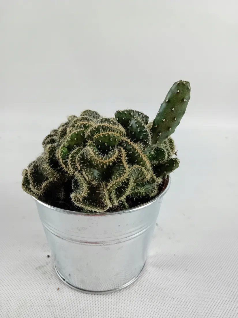 cactus-kaktus-w-oslonce-metalowej-rodzaj-rosliny-kaktusy