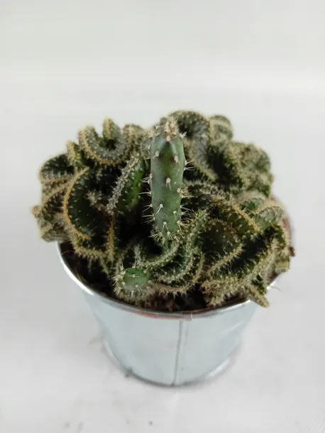 cactus-kaktus-w-oslonce-metalowej-kod-producenta-nl-265765765