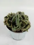 cactus-kaktus-w-oslonce-metalowej-kod-producenta-nl-265765765