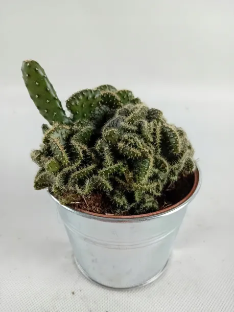 cactus-kaktus-w-oslonce-metalowej-odmiana-cactus