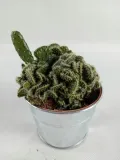 cactus-kaktus-w-oslonce-metalowej-odmiana-cactus