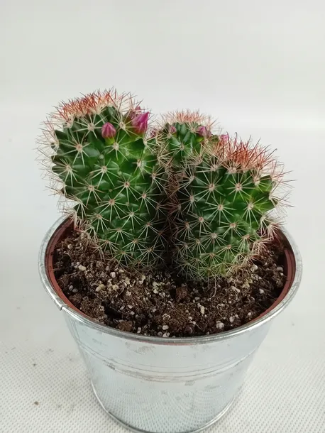 cactus-kaktus-w-oslonce-metalowej-rodzaj-rosliny-kaktusy