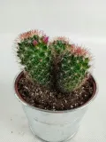 cactus-kaktus-w-oslonce-metalowej-rodzaj-rosliny-kaktusy