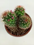 cactus-kaktus-w-oslonce-metalowej-kod-producenta-nl-265765765