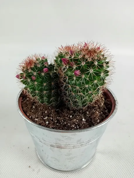 cactus-kaktus-w-oslonce-metalowej-odmiana-cactus
