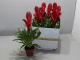 vriesea-christiane-105o-30cm