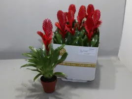 vriesea-christiane-105o-30cm
