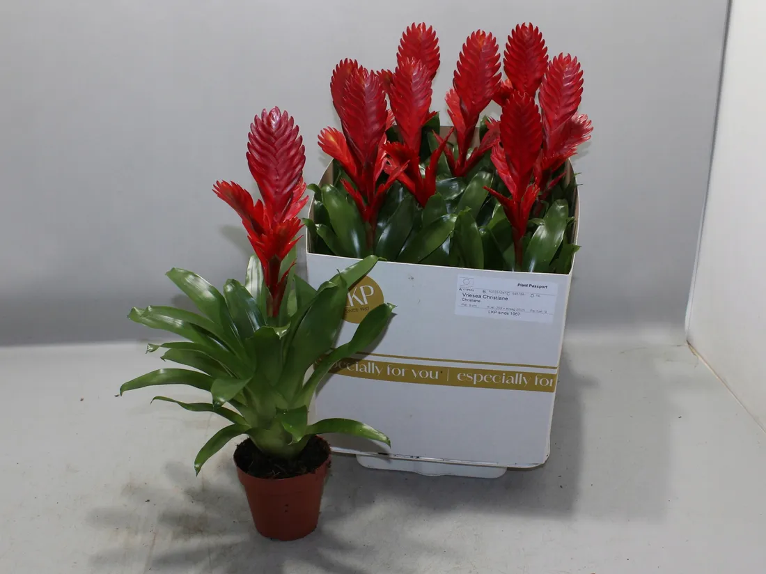 vriesea-christiane-105o-30cm
