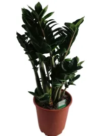 zamioculcas-zamiifolia-zenzi-11o-35cm-3st