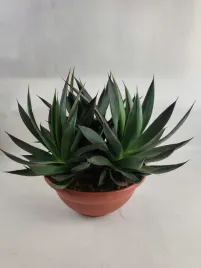 agave-shaka-zulu-o30-cm-or-wys-ok-45-cm-or-okaz-agawa-3-sadzonki-w-donicy