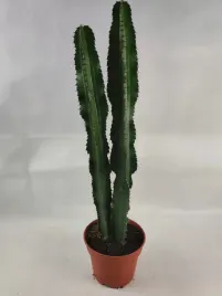 euphorbia-ingens-17o-70cm-wilczomlecz