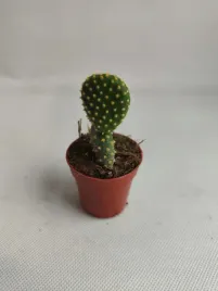 opuntia-microdasys-cites-55o-13cm-opuncja-krolicze-uszy