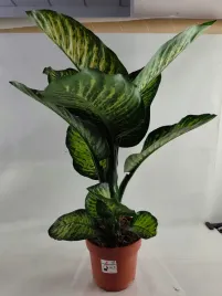 dieffenbachia-seg-tropic-snow-21o-85cm