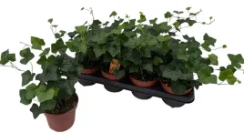 hedera-hibernica-13o-30cm-bluszcz-irlandzki