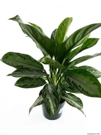aglaonema-silver-bay-21o-50cm-3pp-3